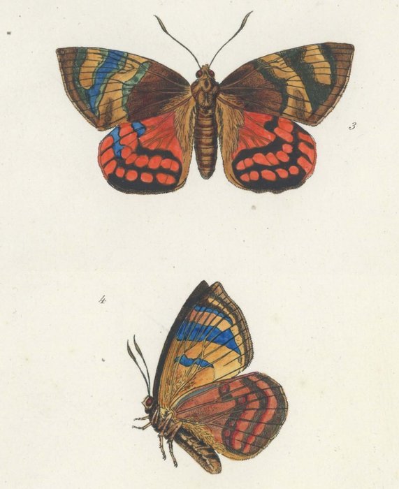 Cramer Hübner Hofmann: 6 Butterfly-lithographs from different works (1779-1889) - 1779