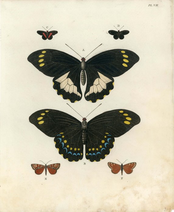 Cramer Hübner Hofmann: 6 Butterfly-lithographs from different works (1779-1889) - 1779