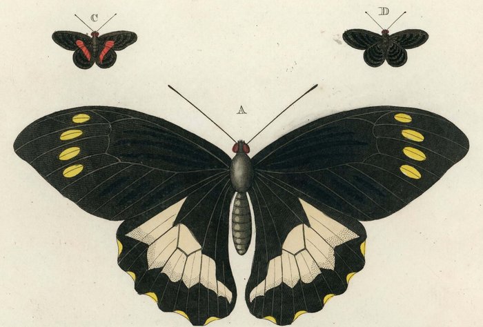 Cramer Hübner Hofmann: 6 Butterfly-lithographs from different works (1779-1889) - 1779