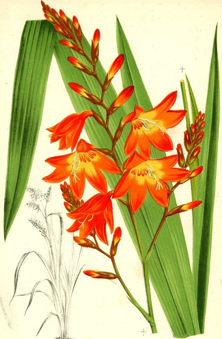 P.L. Stroobant and others:  21 floral chromolithographs from Charles Lemaire-L’Illustration - 1860