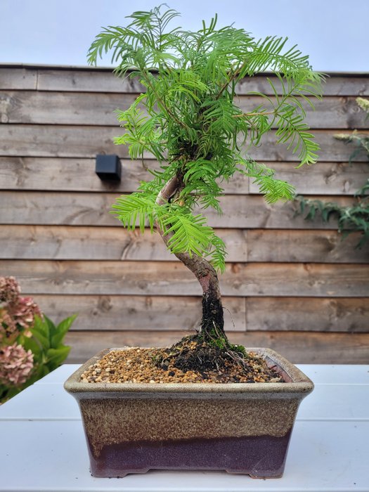 Kyst/Daggry rødtræs bonsai (Sequoia) - Højde (Træ): 35 cm - Dybde (Træ): 22 cm - Holland