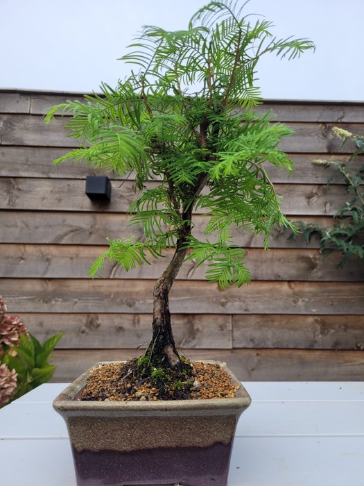 Kyst/Daggry rødtræs bonsai (Sequoia) - Højde (Træ): 35 cm - Dybde (Træ): 22 cm - Holland