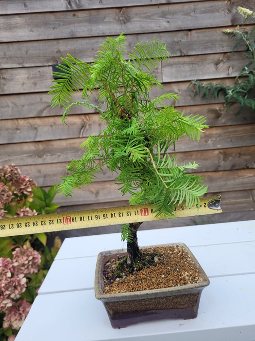 Kyst/Daggry rødtræs bonsai (Sequoia) - Højde (Træ): 35 cm - Dybde (Træ): 22 cm - Holland