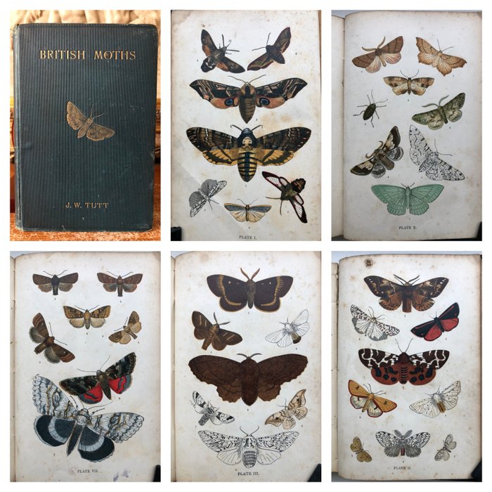 J. W. Tutt - British Moths - 1896