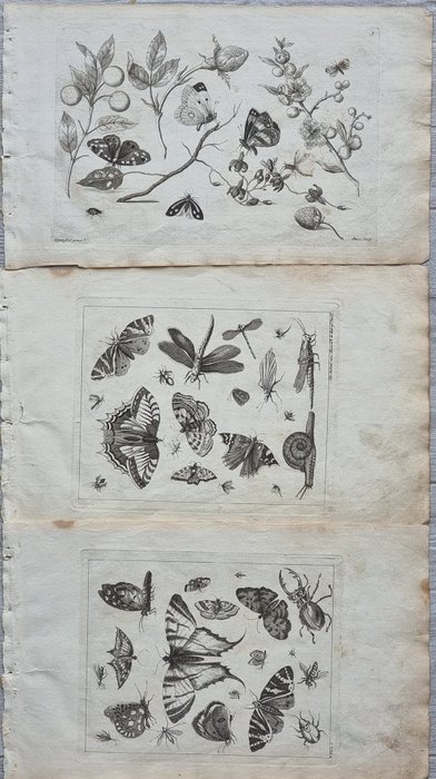 August Johann Rösel von Rosenhof / Robert Sayer - Lot of 3 plates from "A Collection of Curious Insects" - 1750