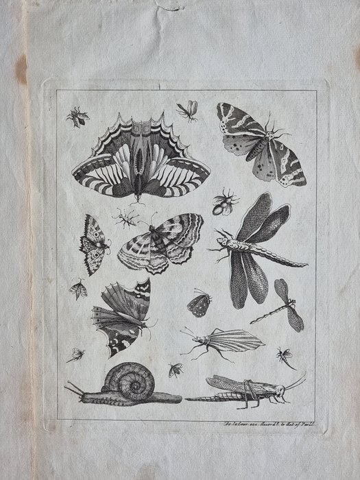 August Johann Rösel von Rosenhof / Robert Sayer - Lot of 3 plates from "A Collection of Curious Insects" - 1750