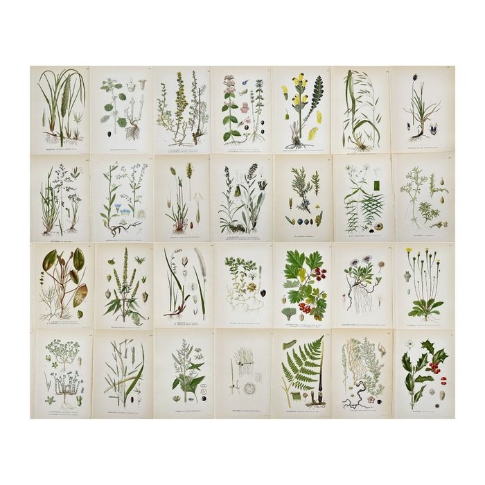 "Nordens Flora" Lindman - Set of 28 Botanical Prints : Annual Ragweed Rabelera Melica Ciliata - 1920