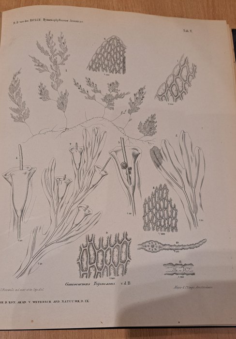 R.B. Van den Bosch; Jac.P. Thijsse  R. Tepe; M.C. Blóte-Obbes - Lot with 3 botanical books - 1861-1941