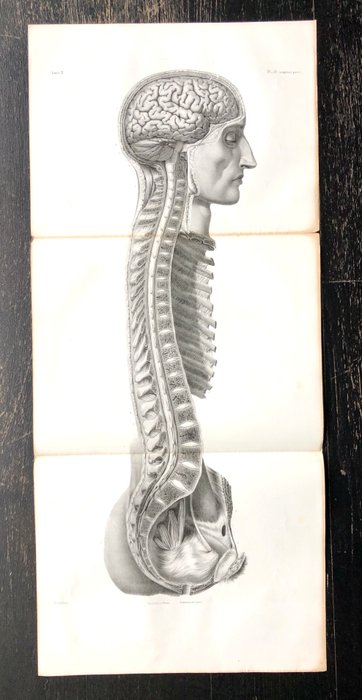 Undervisningsmaterialer - Nicolas-Henri Jacob  Jean Baptiste Marc Bourgery - traité d'anatomie de l'homme 1881 - Papir - 1850-1900 - Tredobbelt gravering