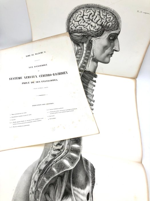 Undervisningsmaterialer - Nicolas-Henri Jacob  Jean Baptiste Marc Bourgery - traité d'anatomie de l'homme 1881 - Papir - 1850-1900 - Tredobbelt gravering