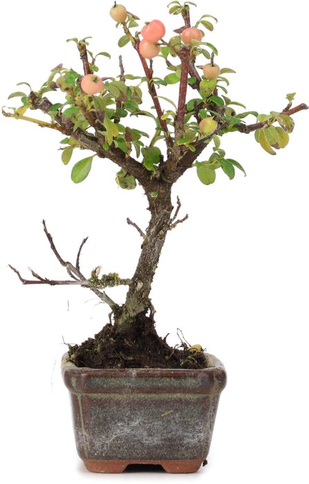 Cotoneaster bonsai - Højde (Træ): 130 mm - Dybde (Træ): 100 mm - Japan - Med træpas