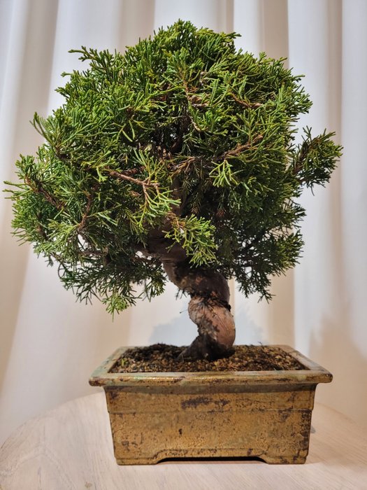 juniperus chinensis itoigawa shohin bonsai - Højde (Træ): 27 cm - Dybde (Træ): 27 cm - Japan