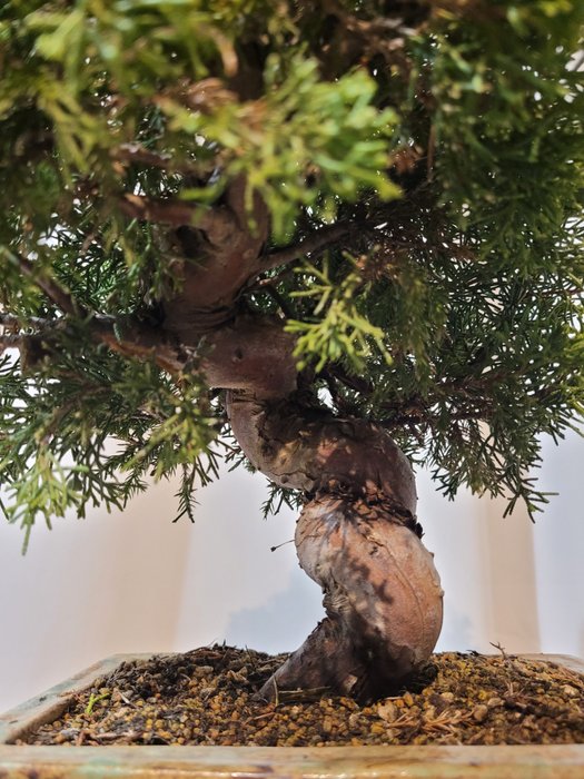 juniperus chinensis itoigawa shohin bonsai - Højde (Træ): 27 cm - Dybde (Træ): 27 cm - Japan