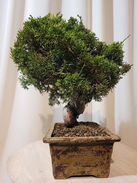 juniperus chinensis itoigawa shohin bonsai - Højde (Træ): 27 cm - Dybde (Træ): 27 cm - Japan