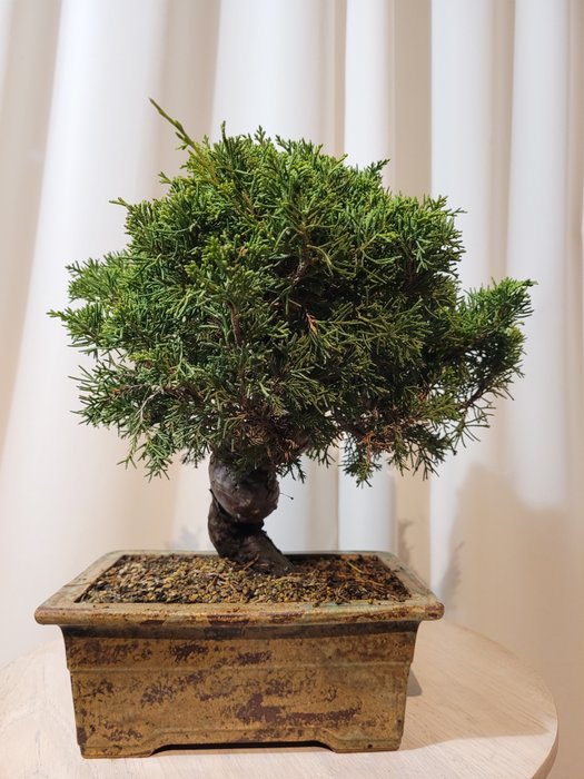 juniperus chinensis itoigawa shohin bonsai - Højde (Træ): 27 cm - Dybde (Træ): 27 cm - Japan