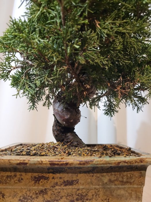 juniperus chinensis itoigawa shohin bonsai - Højde (Træ): 27 cm - Dybde (Træ): 27 cm - Japan