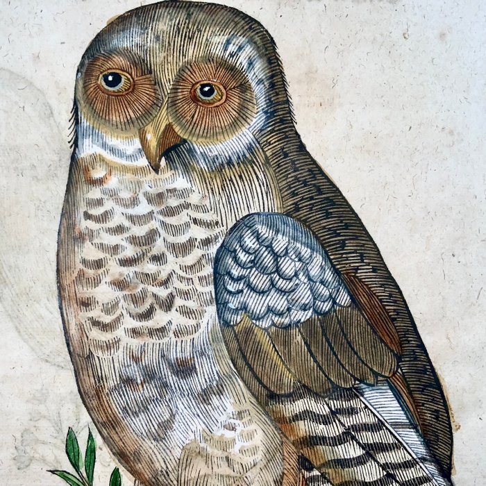 Conrad Gesner [1516-1565], Konrad Gessner - Hawk owl  Quail, ornithology, folio with 2 hand coloured woodcuts - 1669