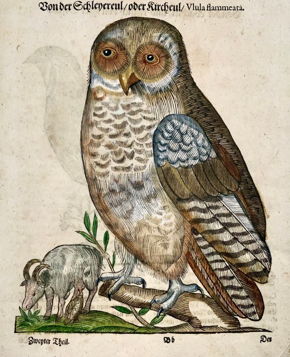 Conrad Gesner [1516-1565], Konrad Gessner - Hawk owl  Quail, ornithology, folio with 2 hand coloured woodcuts - 1669