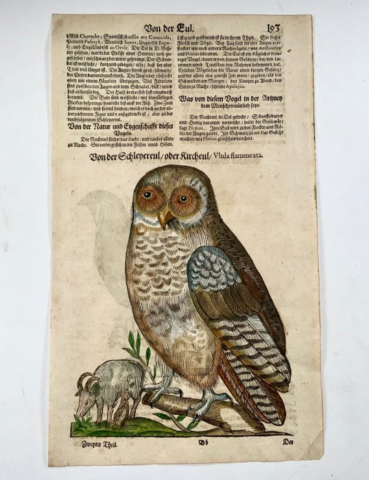 Conrad Gesner [1516-1565], Konrad Gessner - Hawk owl  Quail, ornithology, folio with 2 hand coloured woodcuts - 1669