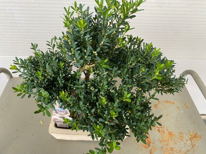 Buksbom bonsai (Buxus sempervirens) - Højde (Træ): 35 cm - Dybde (Træ): 38 cm - Belgien