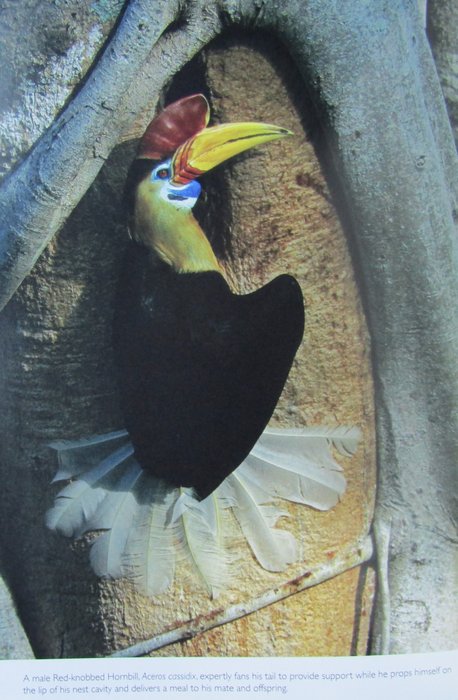 Margaret F. Kinnaird  Timothy G. O'Brien - The Ecology and Conservation of Asian Hornbills: Farmers of the Forest - 2007