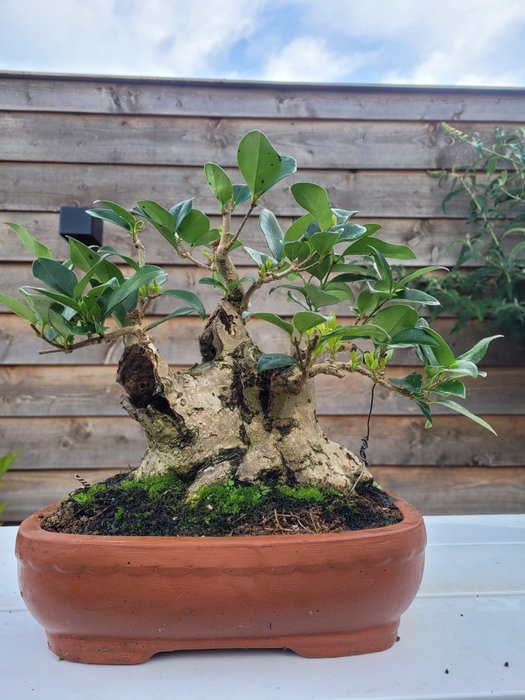 Meget gammel liguster bonsai - Højde (Træ): 25 cm - Dybde (Træ): 27 cm - Holland