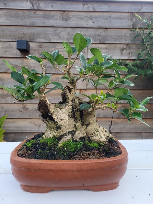 Meget gammel liguster bonsai - Højde (Træ): 25 cm - Dybde (Træ): 27 cm - Holland