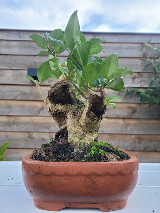 Meget gammel liguster bonsai - Højde (Træ): 25 cm - Dybde (Træ): 27 cm - Holland