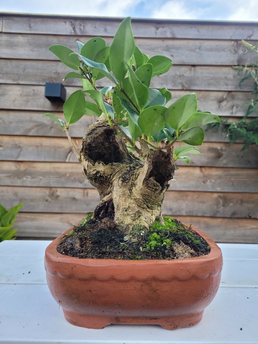 Meget gammel liguster bonsai - Højde (Træ): 25 cm - Dybde (Træ): 27 cm - Holland