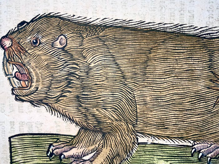 Conrad Gesner [1516-1565], Konrad Gessner - Beaver, folio with large hand coloured woodcut - 1669