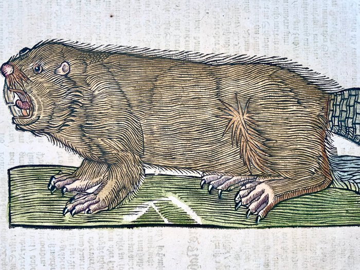 Conrad Gesner [1516-1565], Konrad Gessner - Beaver, folio with large hand coloured woodcut - 1669