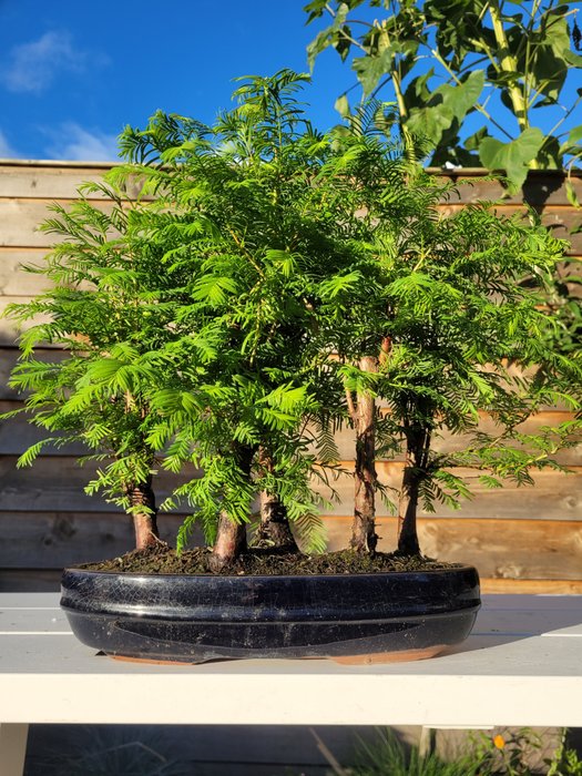 Kyst/Daggry rødtræs bonsai (Sequoia) - Højde (Træ): 35 cm - Dybde (Træ): 45 cm - Holland