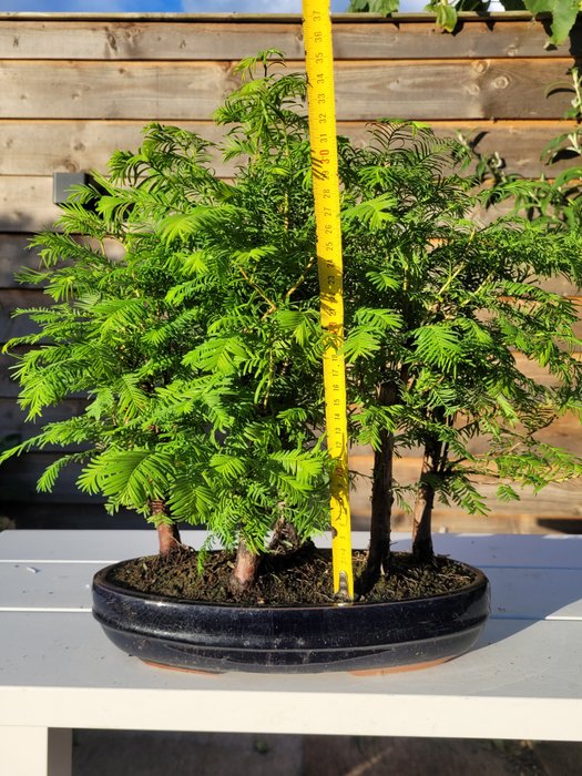 Kyst/Daggry rødtræs bonsai (Sequoia) - Højde (Træ): 35 cm - Dybde (Træ): 45 cm - Holland