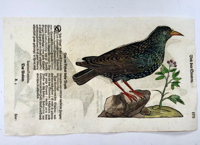 Conrad Gesner [1516-1565] Konrad Gessner - Starlings ornithology folio with 3 hand coloured woodcuts - 1669