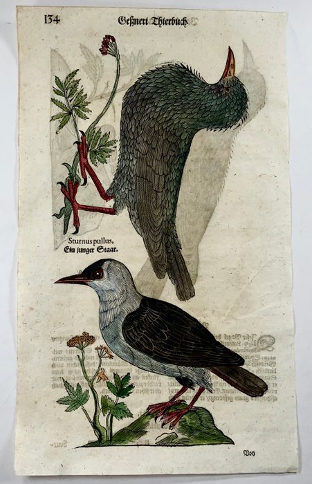 Conrad Gesner [1516-1565] Konrad Gessner - Starlings ornithology folio with 3 hand coloured woodcuts - 1669