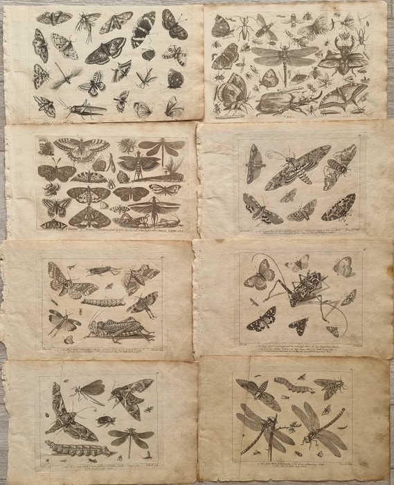 August Johann Rösel von Rosenhof / Robert Sayer - Lot of 8 plates "Insetti, Farfalle,...." from "A Collection of Curious Insects" - 1750