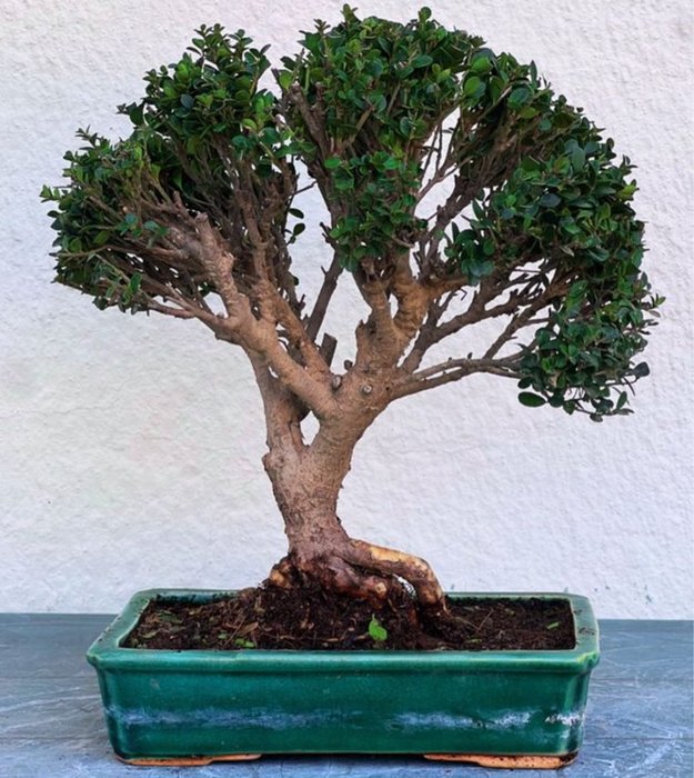 Japanese holly bonsai (Ilex crenata) - Højde (Træ): 30 cm - Dybde (Træ): 30 cm - Japan