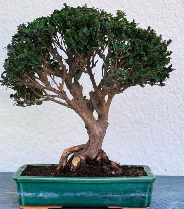 Japanese holly bonsai (Ilex crenata) - Højde (Træ): 30 cm - Dybde (Træ): 30 cm - Japan