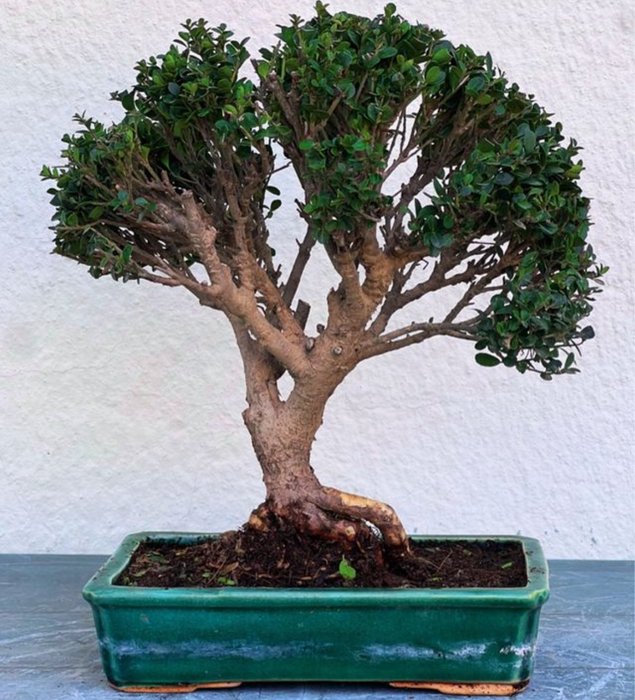 Japanese holly bonsai (Ilex crenata) - Højde (Træ): 30 cm - Dybde (Træ): 30 cm - Japan