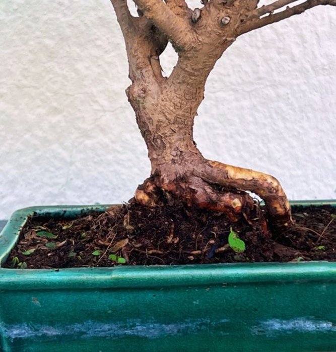 Japanese holly bonsai (Ilex crenata) - Højde (Træ): 30 cm - Dybde (Træ): 30 cm - Japan