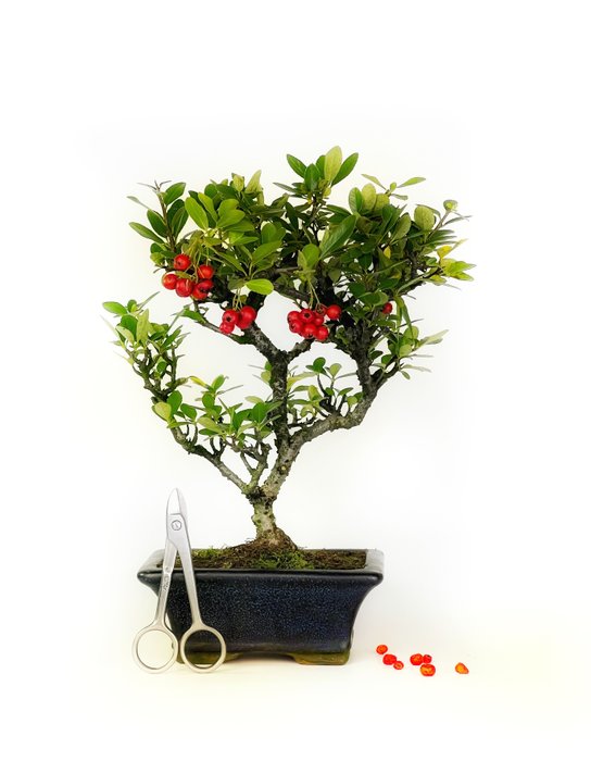 Ildtorn Bonsai (Pyracantha) - Højde (Træ): 20 cm - Dybde (Træ): 27 cm - Spanien - Rød ledig stilling