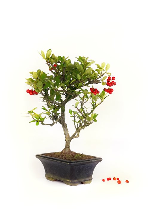 Ildtorn Bonsai (Pyracantha) - Højde (Træ): 20 cm - Dybde (Træ): 27 cm - Spanien - Rød ledig stilling