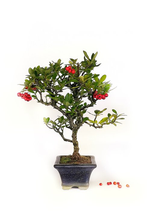 Ildtorn Bonsai (Pyracantha) - Højde (Træ): 20 cm - Dybde (Træ): 27 cm - Spanien - Rød ledig stilling