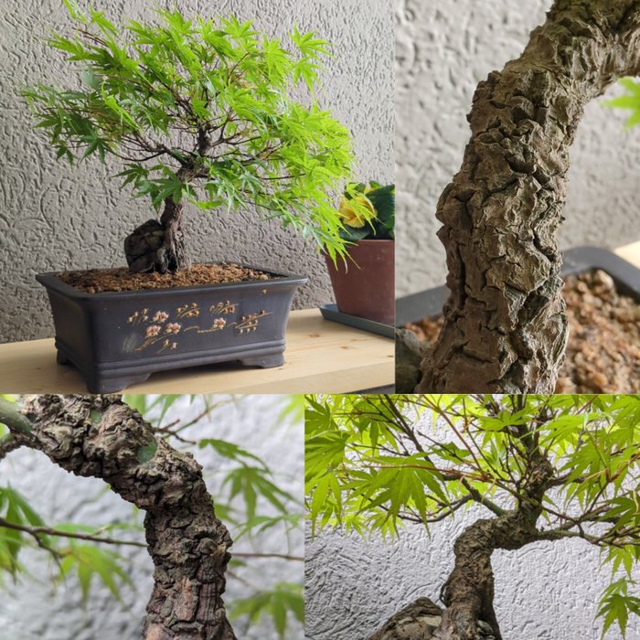 Acer palmatum arakawa på klippe - Højde (Træ): 27 cm - Dybde (Træ): 39 cm - Japan