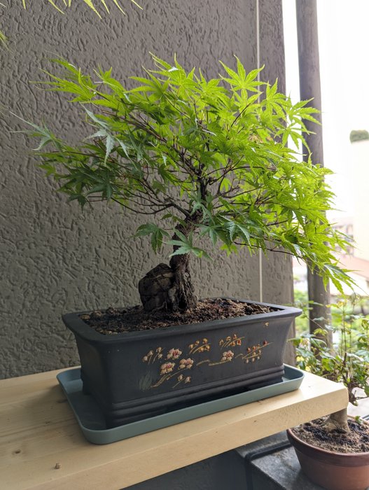 Acer palmatum arakawa på klippe - Højde (Træ): 27 cm - Dybde (Træ): 39 cm - Japan