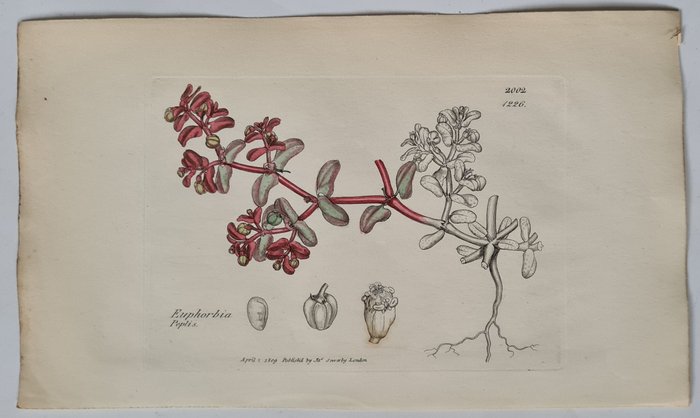 James Sowerby - 20 deels handgekleurde litho's o.a. pijpbloem, moeraskartelblad, munt, bolletjesbrandnetel...