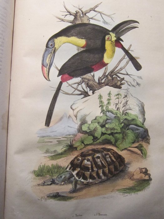 Guérin - Dictionnaire pittoresque d'histoire naturelle - 1839