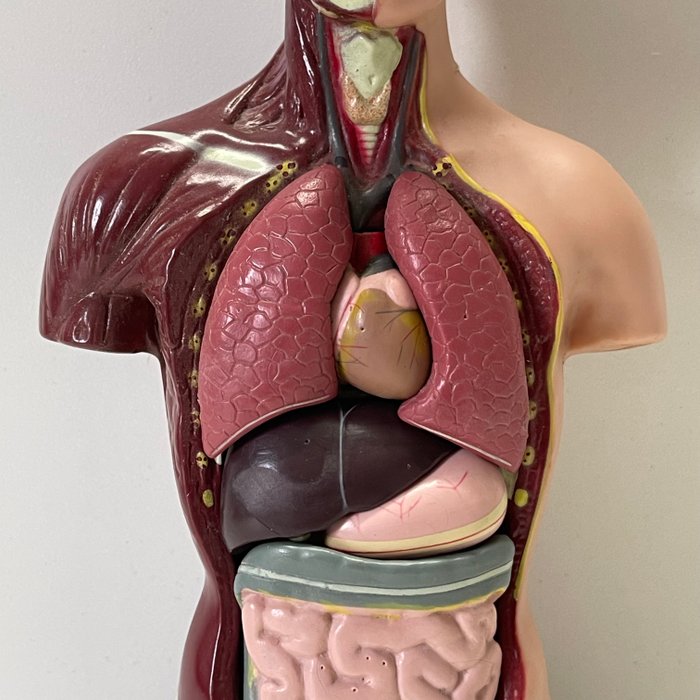 Anatomisk model - Plast - Anden halvdel af det 20. århundrede