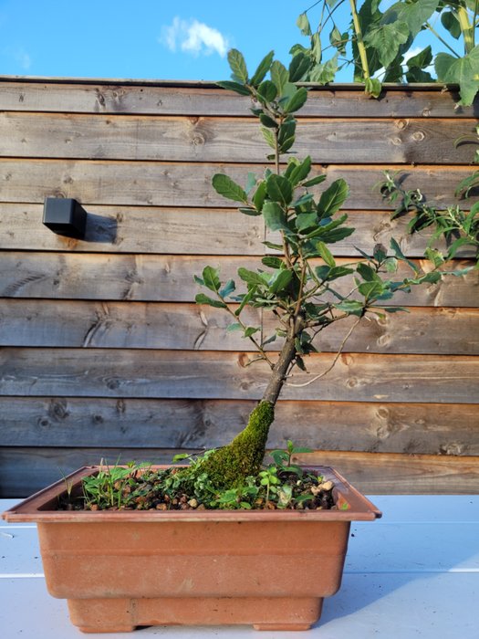 Quercus suber (bonsai af korkeg) - Højde (Træ): 27 cm - Dybde (Træ): 17 cm - Holland