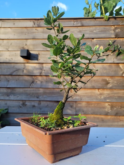 Quercus suber (bonsai af korkeg) - Højde (Træ): 27 cm - Dybde (Træ): 17 cm - Holland